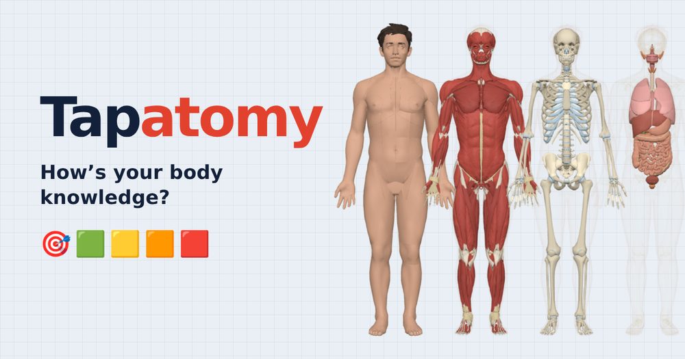 Tapatomy: four anatomy figures showing skin, muscles, skeleton and organs